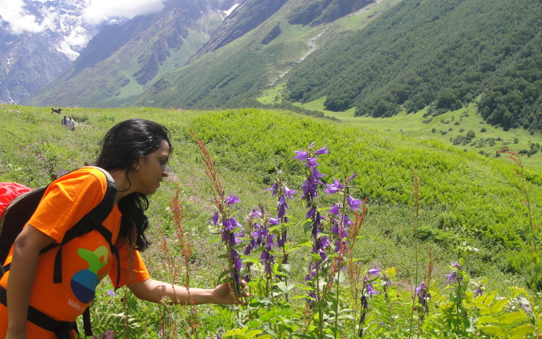 Valley of flowers picture gallery